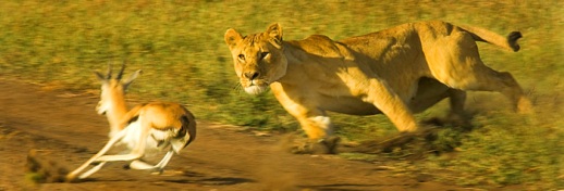 tanzania luxury safaris